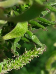 Salix babylonica tortuosa