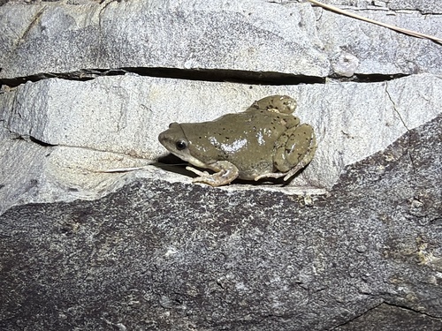 Western Narrow-mouthed Toad