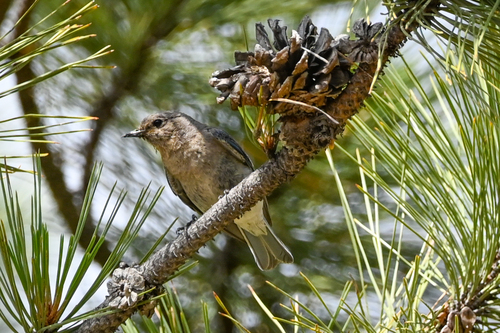 Sialia currucoides