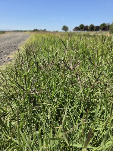 Bermuda grass