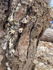 Dendroctonus frontalis
