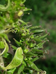 Salix babylonica tortuosa