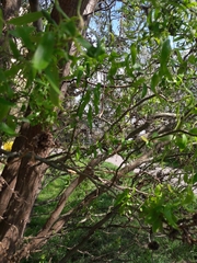 Salix babylonica tortuosa