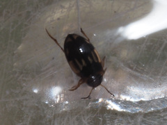 Hydroglyphus geminus