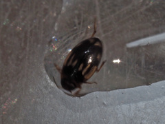 Hydroglyphus geminus