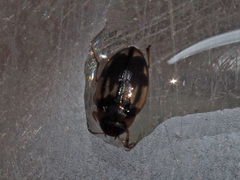 Hydroglyphus geminus