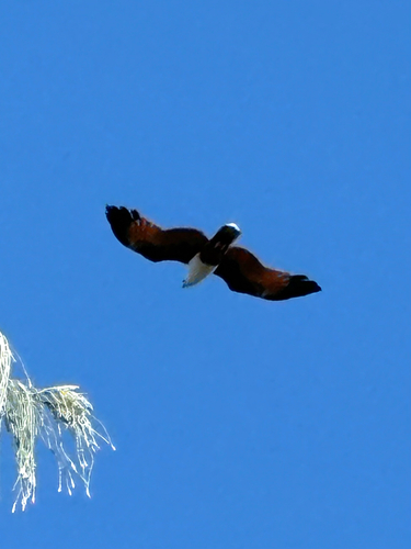 Brahminy Kite