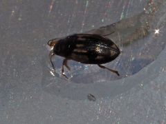 Hydroglyphus geminus