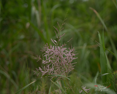 Five-stamen Tamarisk