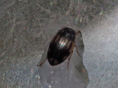 Hydroglyphus geminus