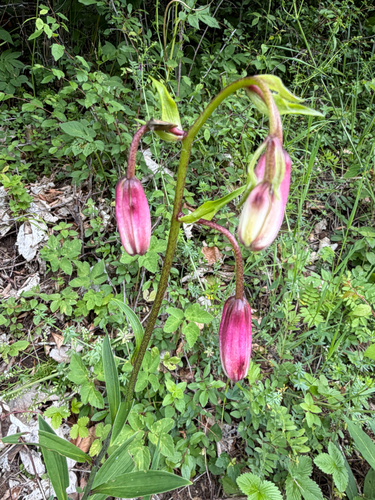 Martagon Lily