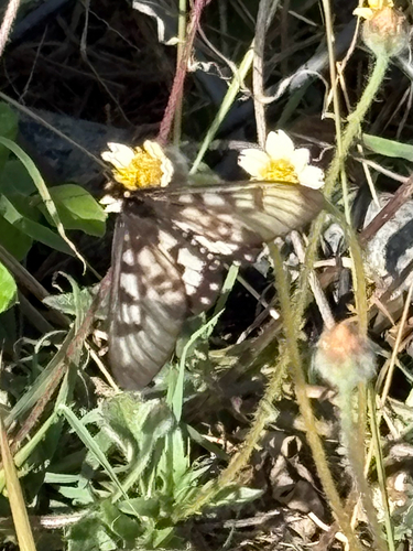 Glasswing