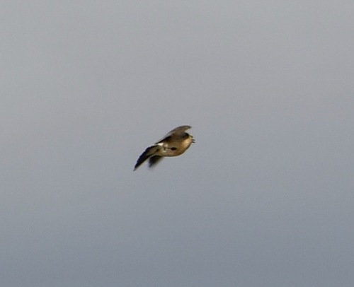 American Kestrel