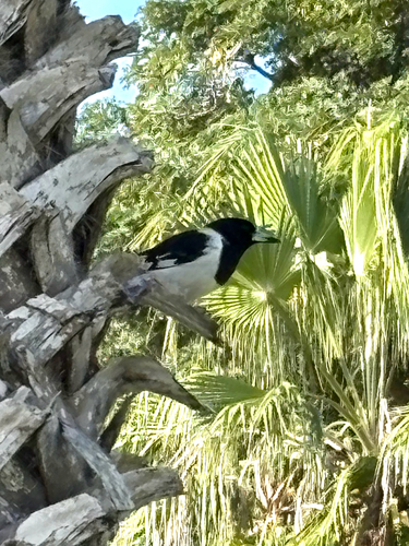 Pied Butcherbird