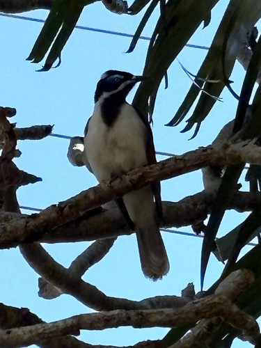 Blue-faced Honeyeater