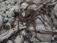 Pardosa monticola