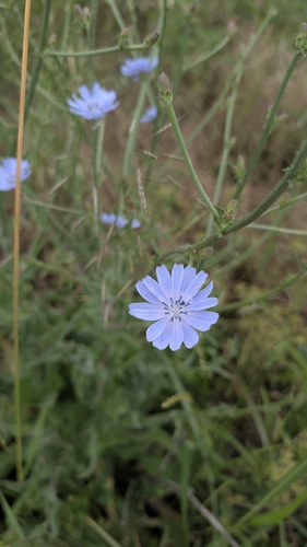 chicory