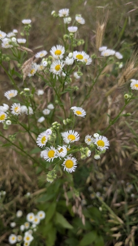 annual fleabane