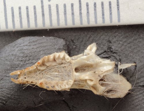 Villa's Gray Shrew