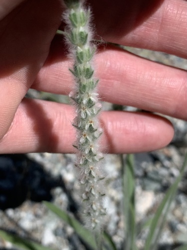 Woolly Plantain