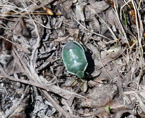 Say's Stink Bug