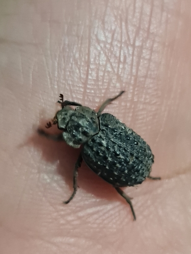Hide beetle