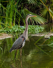 Ardea herodias