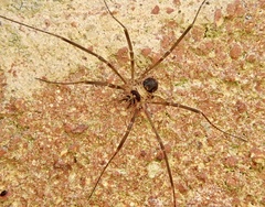 Dicranopalpus larvatus