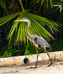Ardea herodias