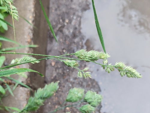 orchard grass