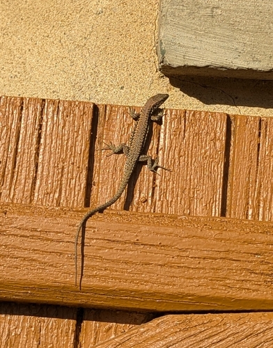 Common Wall Lizard