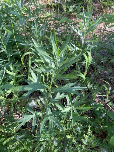 Silver Wormwood