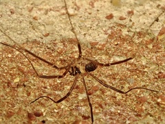 Dicranopalpus larvatus