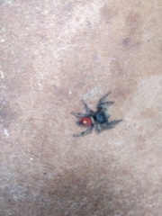 Phidippus insignarius