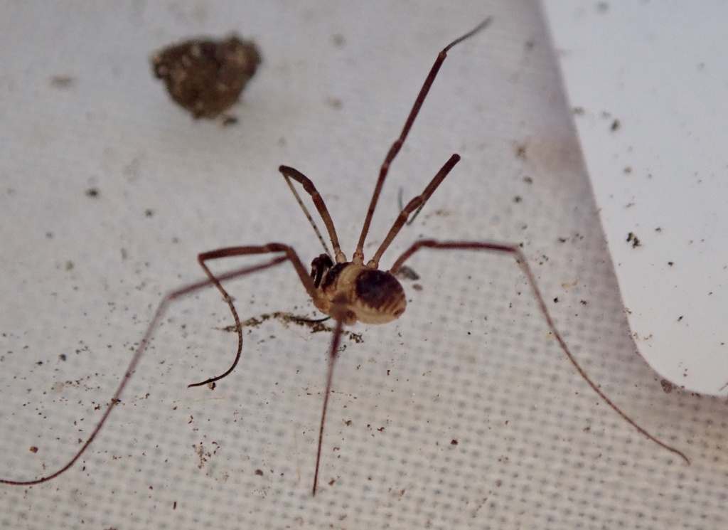 Dicranopalpus larvatus