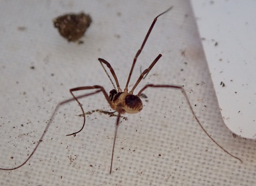 Dicranopalpus larvatus