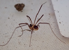 Dicranopalpus larvatus