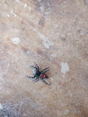 Phidippus insignarius