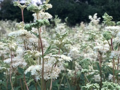 Filipendula ulmaria