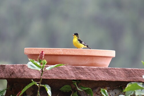Lesser Goldfinch