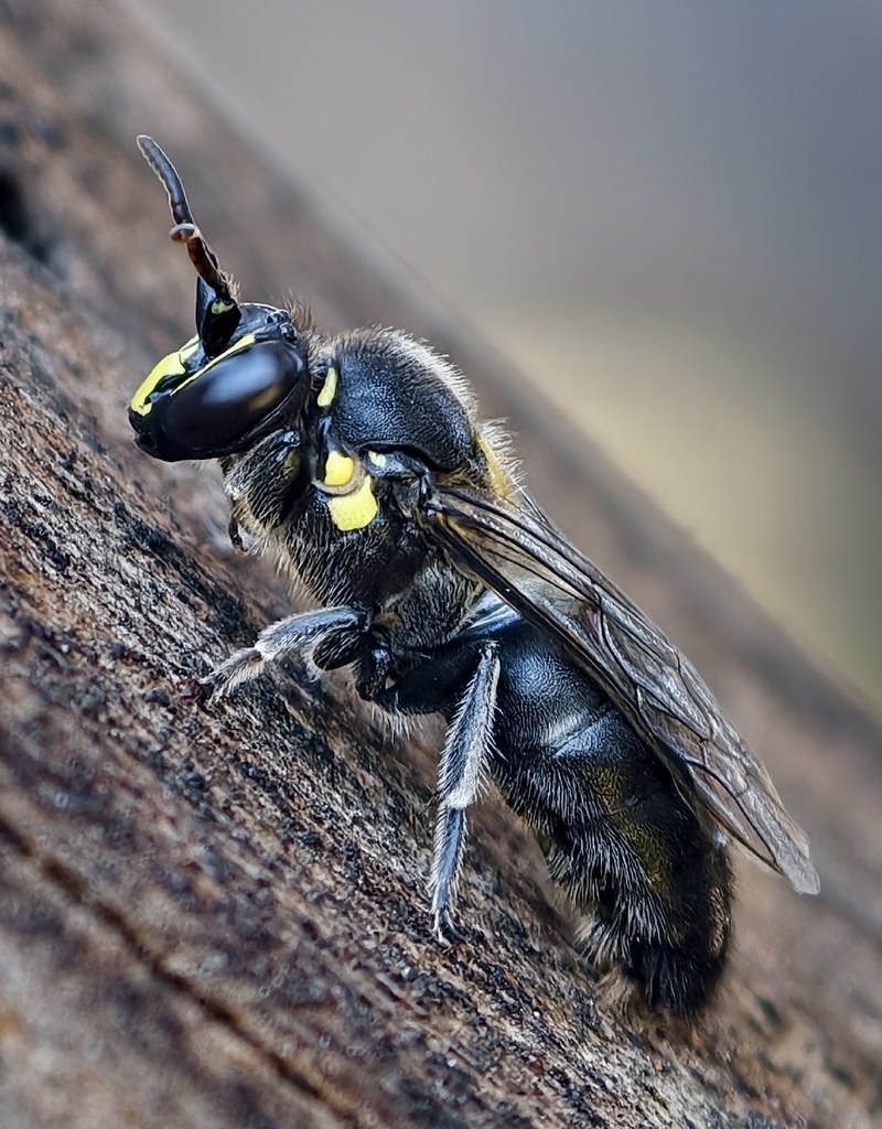Meroglossa impressifrons
