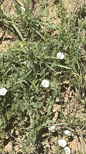 field bindweed