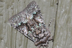 Behrensia conchiformis