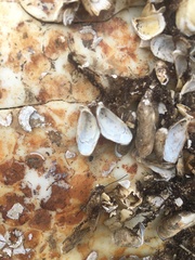 Mytilopsis leucophaeata