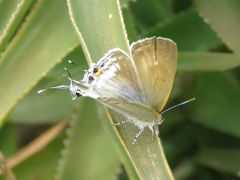 Hypolycaena philippus