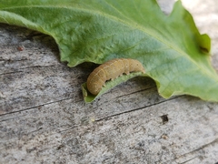 Phlogophora