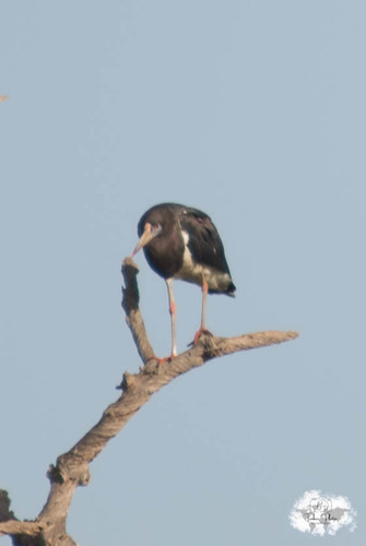 iNaturalist image