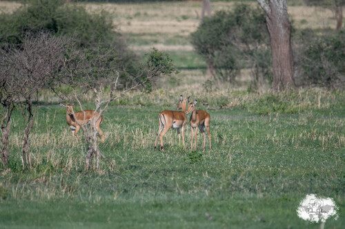 Impala