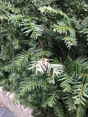 Pestalotiopsis funerea