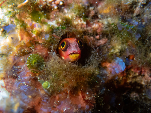 Revillagigedo barnacle blenny (Acanthemblemaria mangognatha) — Chaenopsidae